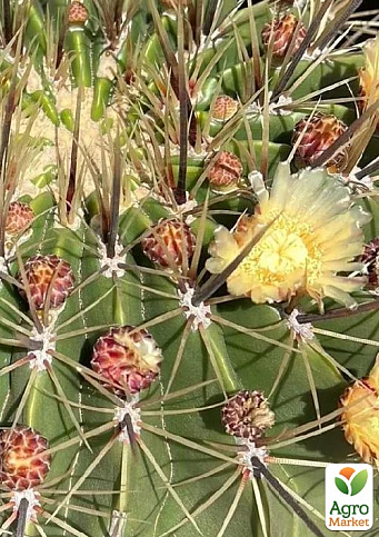 Кактус "Ферокактус полуостровной" Ferocactus peninsulae (вазон Ø 12) (Нидерланды)