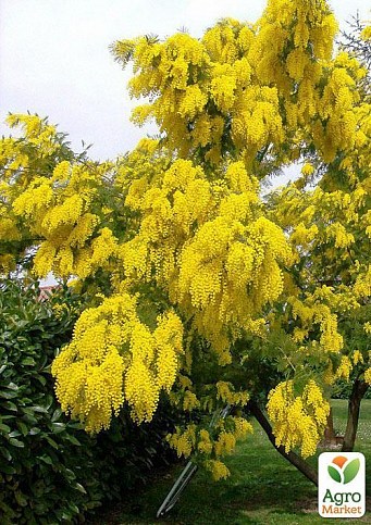 Мимоза золотая "Золотава" ТМ "Vesna Exclusive" 10шт - фото 4