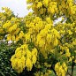 Мимоза золотая "Золотава" ТМ "Vesna Exclusive" 10шт