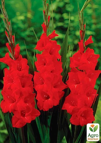 Гладиолус "Magma"  - фото 2