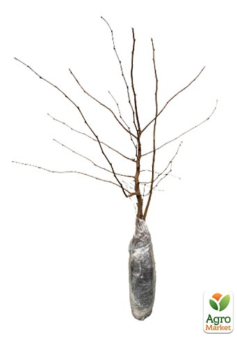 Фундук "Трапезундский" (средний срок созревания, перекрёстное опыление, садить по 2 шт)  - фото 5