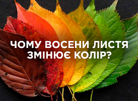 Чому листя змінює колір восени: причини та факти | Agro-market