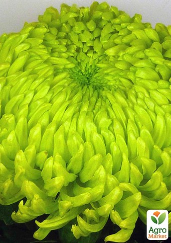 Хризантема "Jade Green" (низькоросла великоквіткова)