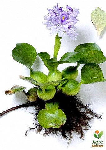 Эйхорния (водяной гиацинт) - фото 5