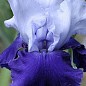 Ірис бородатий великоквітковий "Over Alaska" 1шт в упаковці
