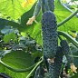 Огурец партенокарпический "14015 F1" ТМ "Lark Seeds" 1000шт