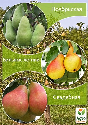 Дерево-сад Груша "Ноябрьская+Вильямс Летний+Свадебная" 