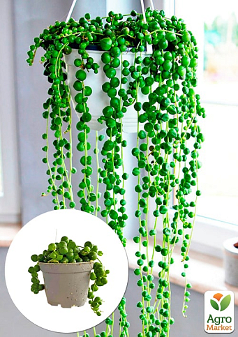 LMTD Сенецио (крестовник) "Rowleyanus" высота растения 10см