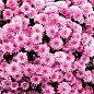Хризантема мультифлора куляста "Jasoda Pink"