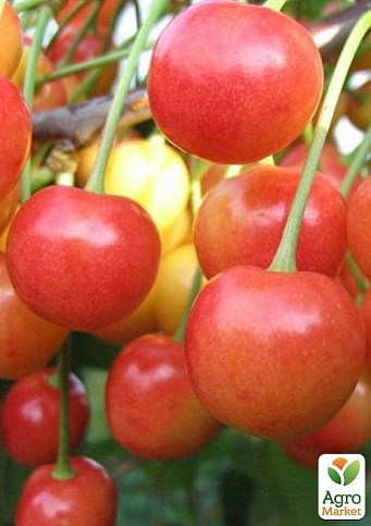 Черешня "Розовая"