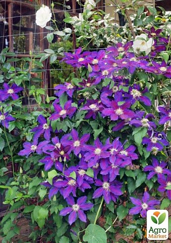 LMTD Клематіс 3-х річний "The Vagabond" (висота 80-90 см) - фото 2