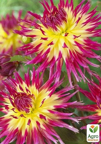 Георгина "Lindsay Michelle" - фото 2