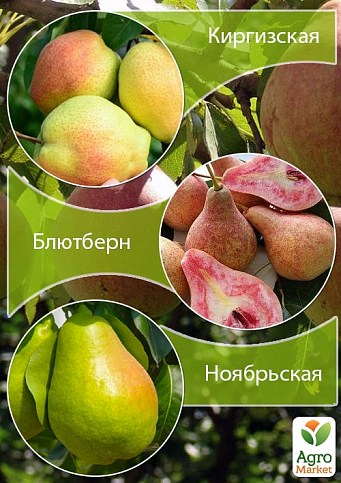 Дерево-сад Груша "Киргизская+Блютберн+Ноябрьская" 
