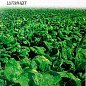 Шпинат "Бос" ТМ "Сонячний березень" 2г