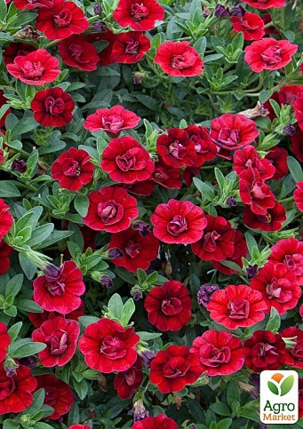 Калібрахоа Calita "Double Red" (контейнер №10, висота 10-15см) - фото 2