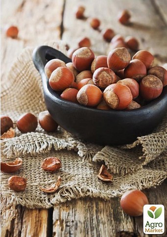 Фундук "Трапезундский" (средний срок созревания, перекрёстное опыление, садить по 2 шт)  - фото 4