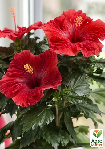 Гібіскус кімнатний "Volcano" - фото 3