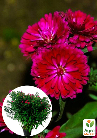 Астра ново-бельгийская "Royal Ruby" (С1,5 высота 20-30см)