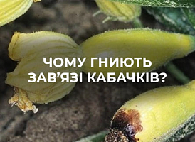 Чому гниють зав'язі кабачків | Agro-market