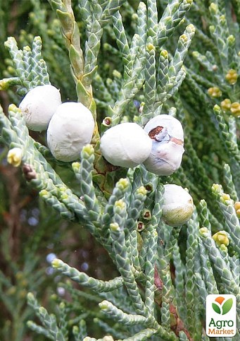 Ялівець скельний "Blue Arrow" С10 висота 100-120см  - фото 5