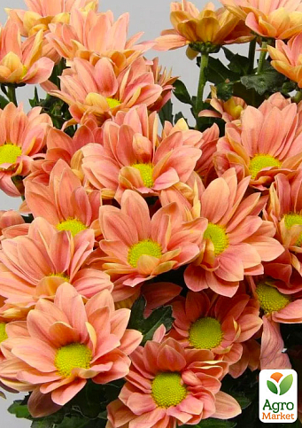 Хризантема мультифлора куляста "Frejus Orange" 