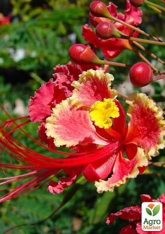 Цезальпиния Великолепная "Caesalpinia Pulcherrima"
