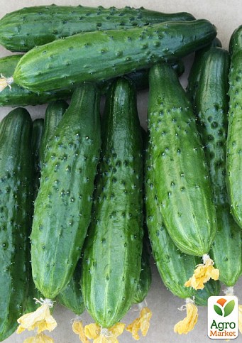 Огірок "Мачо" ТМ "Vesna Select'1,5г