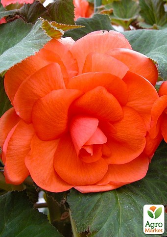Бегонія махрова "Non Stop Orange" 