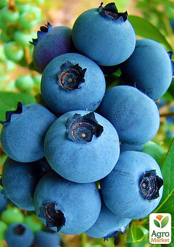 Голубика (черника садовая) "Река" (ранний срок созревания, один из самых популярных сортов) - фото 3