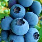 Голубика (черника садовая) "Река" (ранний срок созревания, один из самых популярных сортов) цена