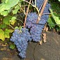 Виноград "Гурзуфский розовый" (винный)