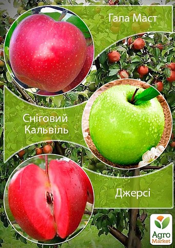 Дерево-сад Яблоня "Гала Маст+Снежный Кальвиль+Джерси"
