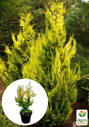 Купрессоципарис Лейланда "Gold Rider" (C2 высота 30-50см)