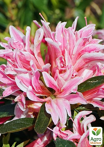 Азалія Японська "Герой павук" (Azalea japonica Hero Spider)