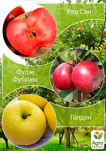 Дерево-сад Яблуня "Ред Сан+Фуджі Фубракс+Голден"
