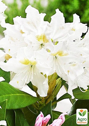 Рододендрон белый "Cunningham`s white"