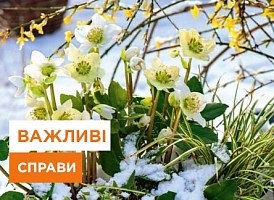 Садові роботи в лютому - Agro-Market