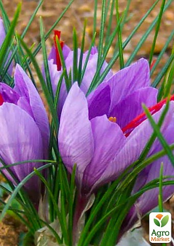Crocus Sativus (Шафран) (размер 5/6, большой)