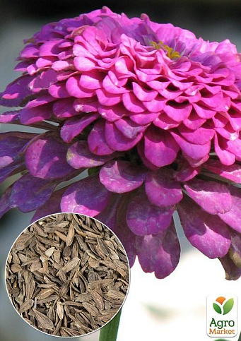 На развес Циния карликовая "Пурпурная" ТМ "Весна" цена за 4г