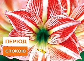 Як правильно доглядати за гіпеаструмом після цвітіння | Agro-Market
