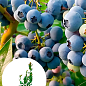 Голубика (черника садовая) "Денис Блю" (Denis Blue) (средний срок созревания, ягода долго хранится)