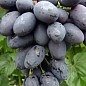 Виноград столовый "Кодрянка" (укорененный саженец в контейнере)