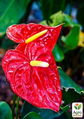 Антуриум Андре "Волшебный закат" (Anthurium andre. Madural) дм 14 см выс. 60 см
