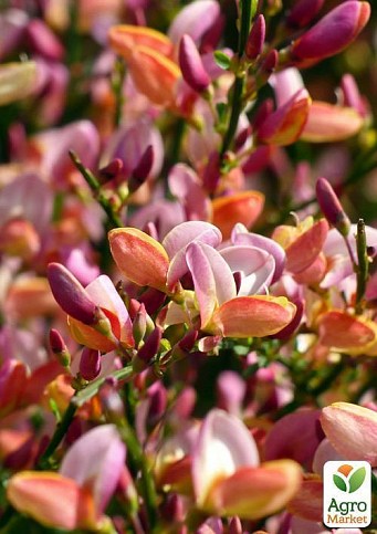 Рокитник Cytisus Praecox "Zeelandia" - фото 3