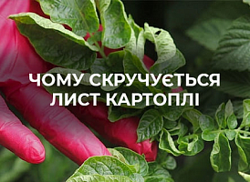 Чому скручуються листя картоплі? | Agro-market