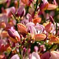 Рокитник Cytisus Praecox "Zeelandia" цена