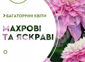 Махрові клематиси: ТОП-5 сортів - корисні статті про садівництво від Agro-Market