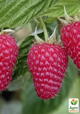 Малина ремонтантная "Эрика" (итальянский крупноплодный ранний, сорт) 1-летний саженец