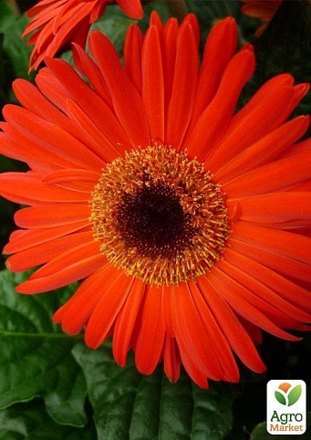 Гербера "Classic Orange" (Нідерланди)