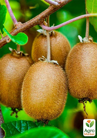 Киви "Аллисон" (высокоурожайный сорт)